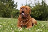 DOGUE DE BORDEAUX 267